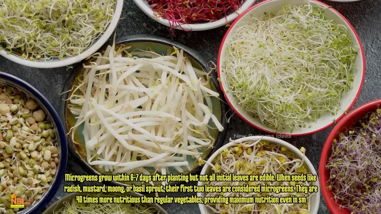 Kinh doanh microgreens tại nhà: vốn, trồng và bán